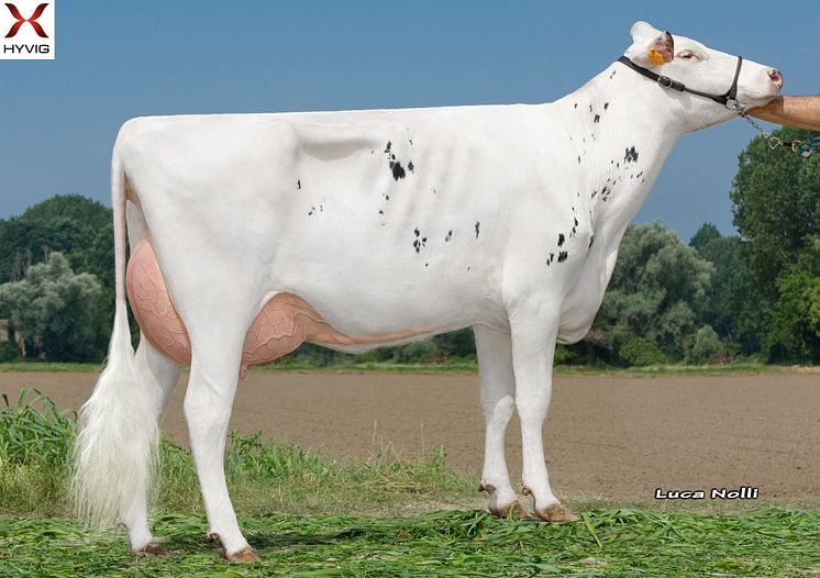 Holstein x Norwegian Red (11078 Gopollen) x Holstein crossbred daughter