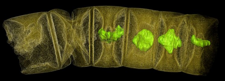 Fossil rödalg med kloroplaster