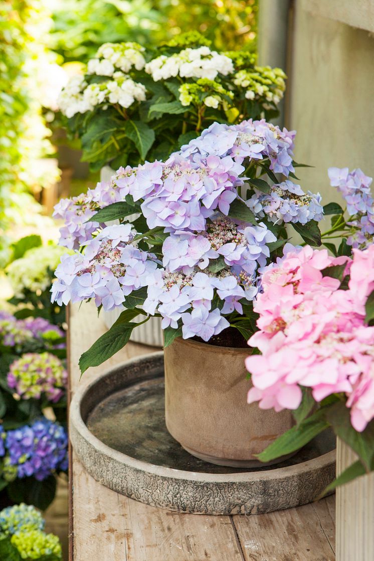 Hortensia - en effektiv luftfuktare med ljuvlig blomning