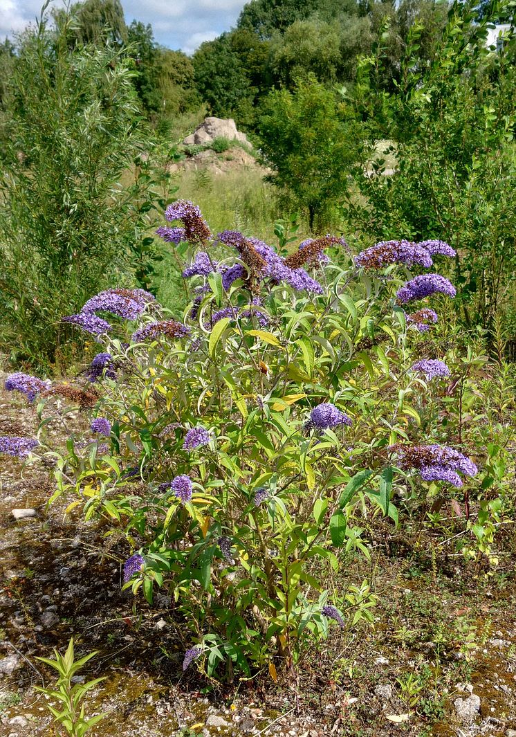 Syrenbuddleja. Foto  Mora Aronsson.jpg