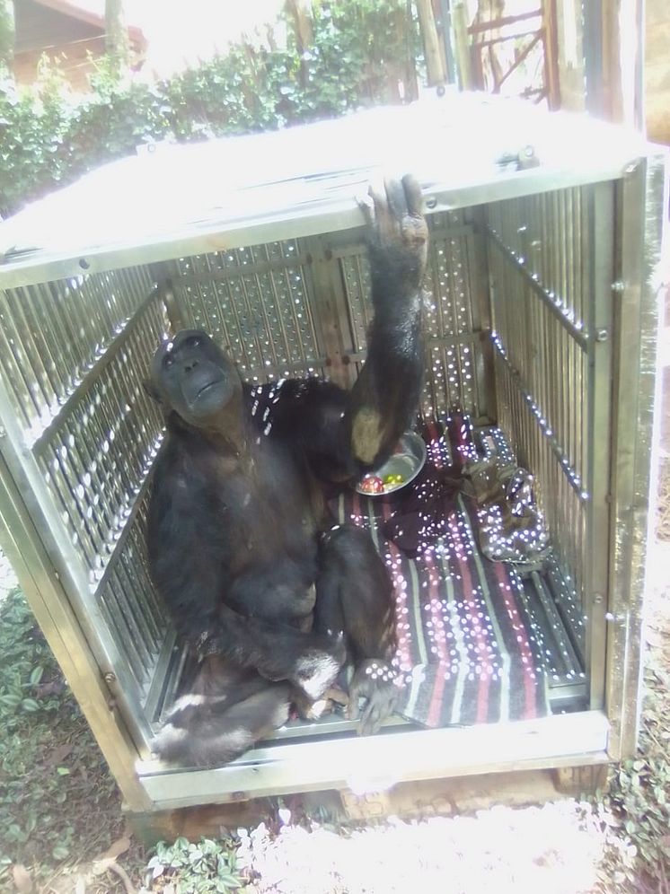 Chocolat got used to her transport box prior to the long journey to UK - cMonkey World 2024.JPG