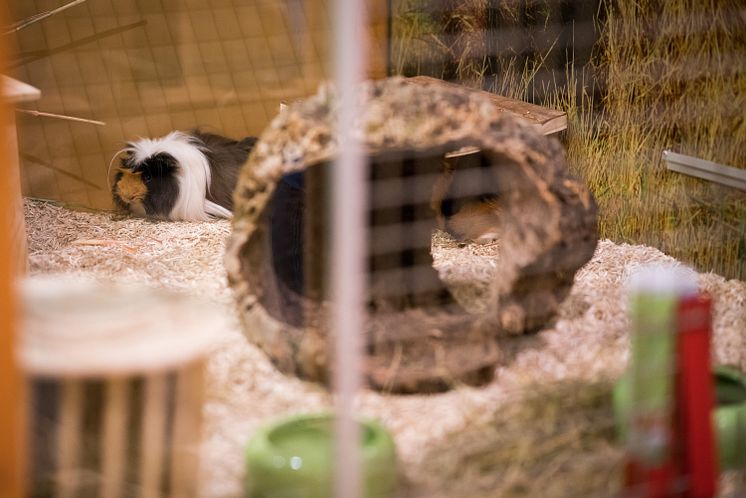 Meerschweinchen "Quincy" in der Adoptierstube Mannheim-Vogelstang