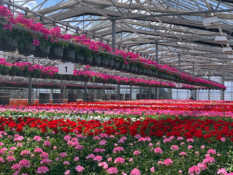 Sommarblomsodling hos Görarps Blomsterproduktion