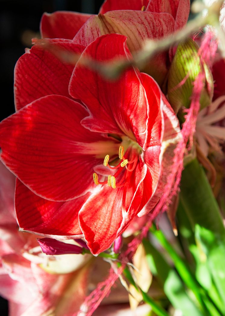 Amaryllis julen 2020