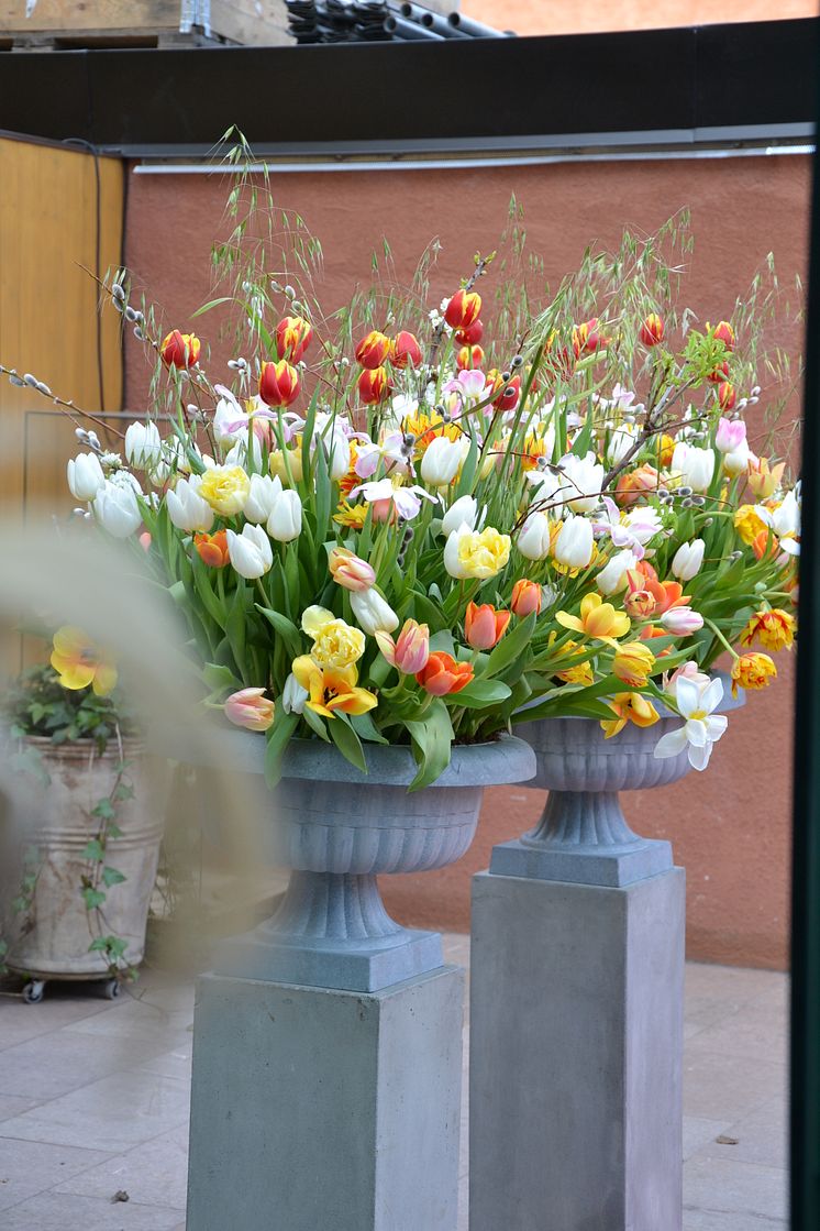 Blomsterfrämjandets och MixMegapol unlugged tulpankonsert