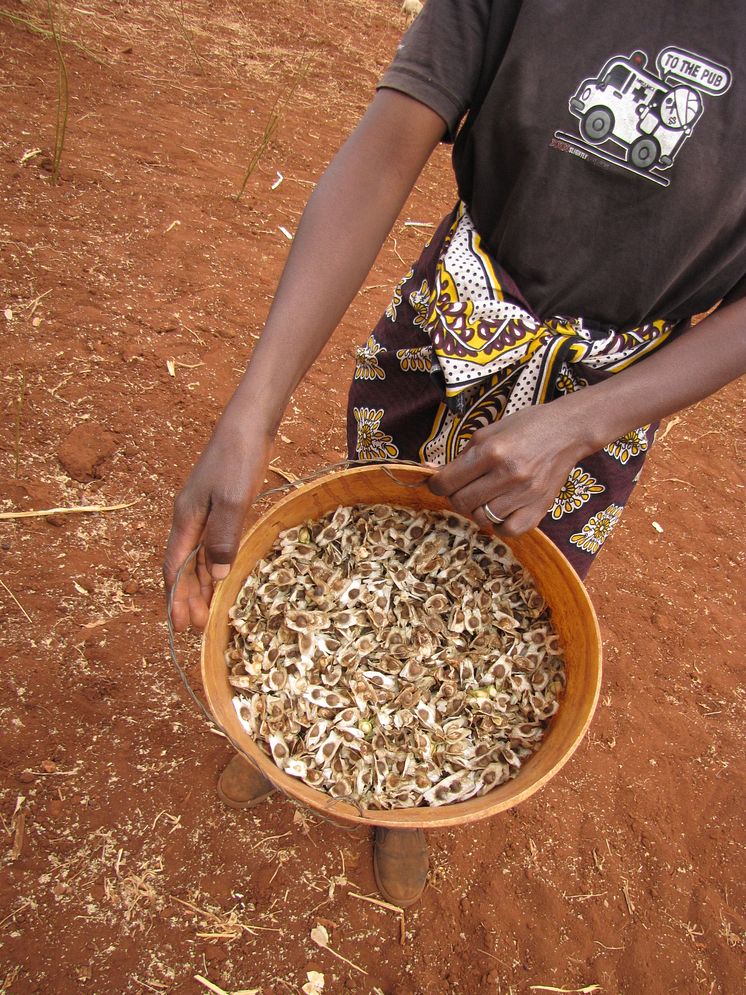 Esther från Emali Kenya visar upp skörden av Moringaträdets frökapslar 