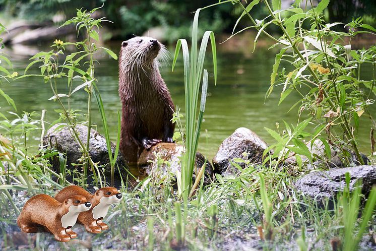 Otter im Zoo Schwerin