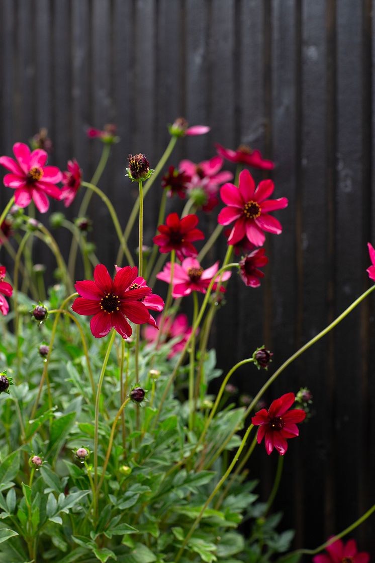 6R2A0329 Cosmos atrosanguineus 'Cherry Chocolate'.jpg