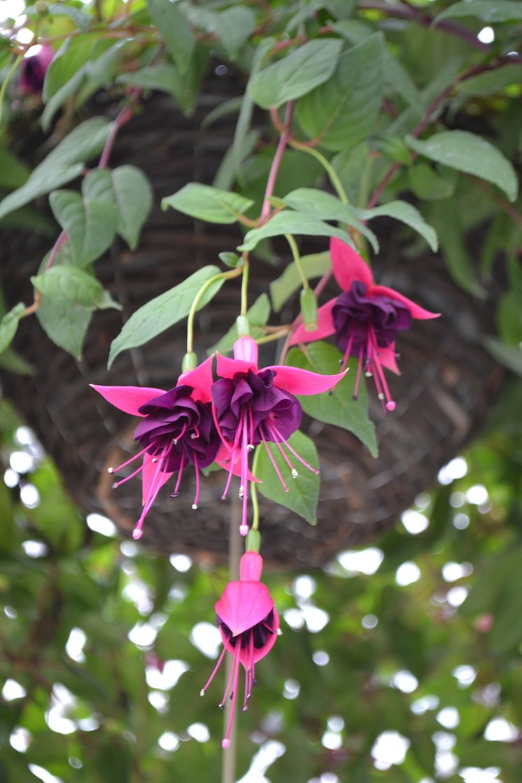 Fuchsia i ampel på håll