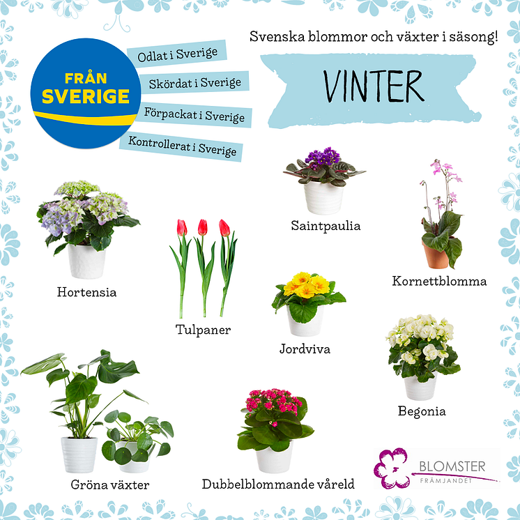 Säsong_blommorväxter_vinter_final