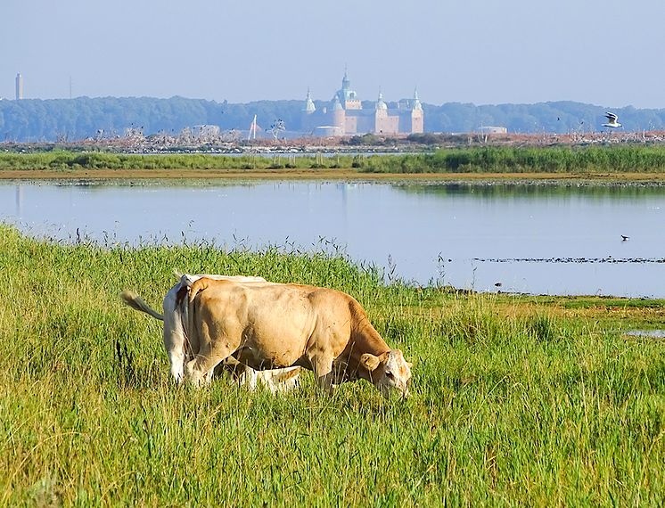 biodiversitet-antologi_strandbete_foto-håkan-tunon_pm.jpg