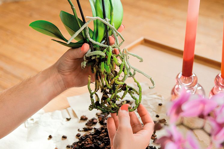 Zwei Hände halten behutsam die Wurzeln einer Orchidee, die umgetopft werden soll.