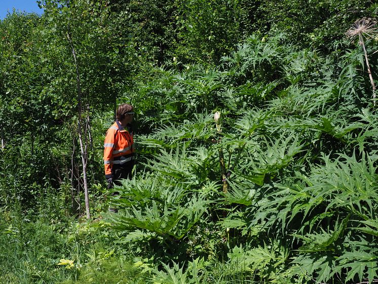 Jättelokabestånd och man i orange.JPG