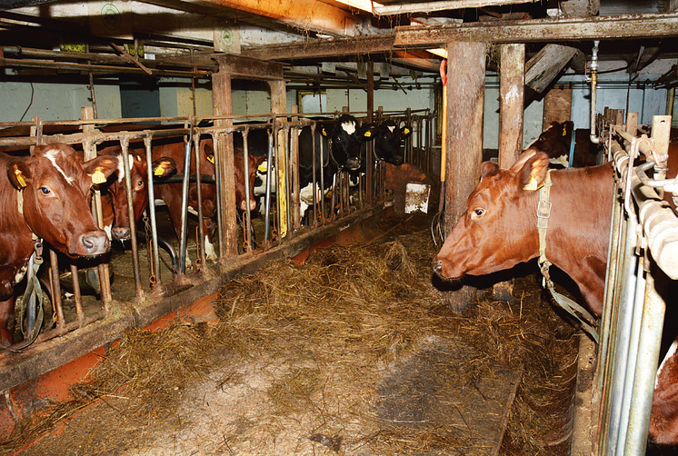 Jørn Haflunds' 12 Norwegian Red cows