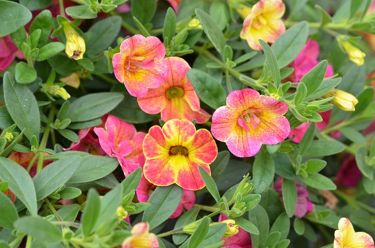 Calibrachoa Chameleon Sunshine Berry