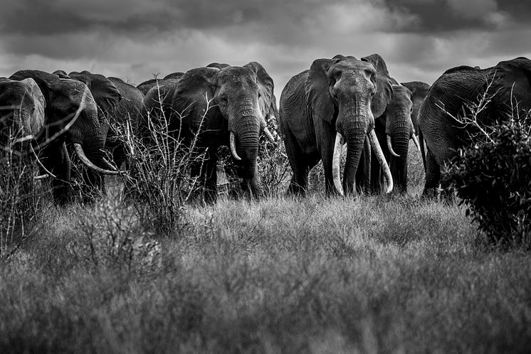 Stora elefanter med långa betar i Tsavo, Kenya