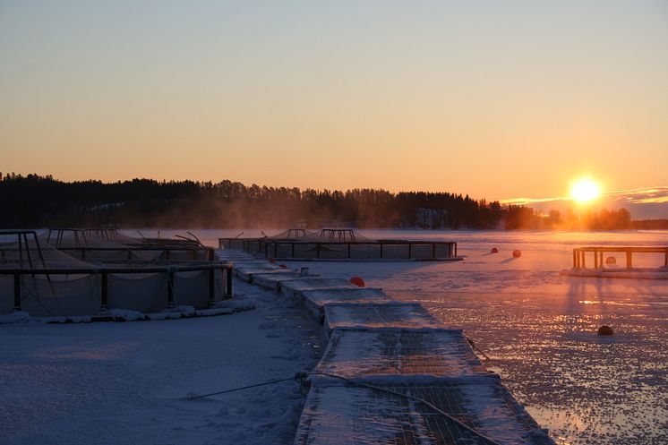 Landön Vinter låg sol