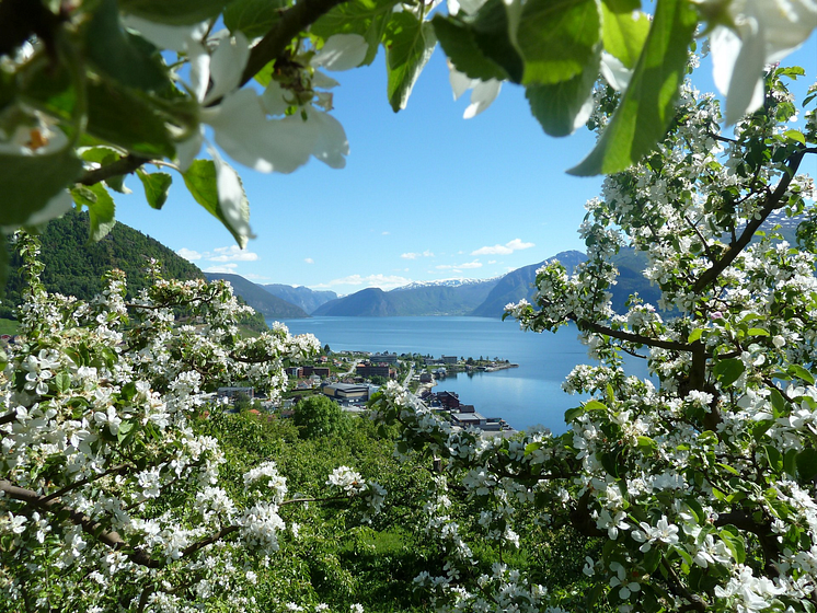 Fruit trees in bloom - Leikanger-Photo - Roar Werner Vangsnes.png