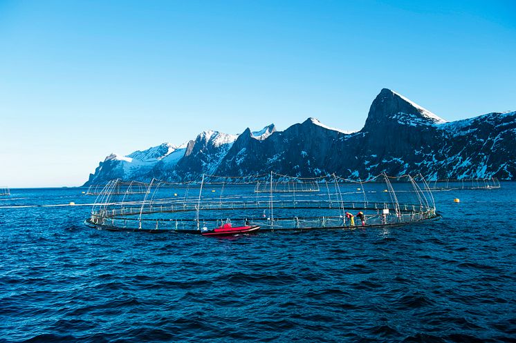 Working on a salmon Norwegian farm