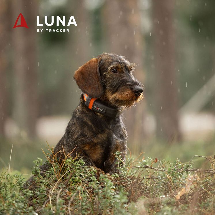 Luna_by_Tracker.jpg
