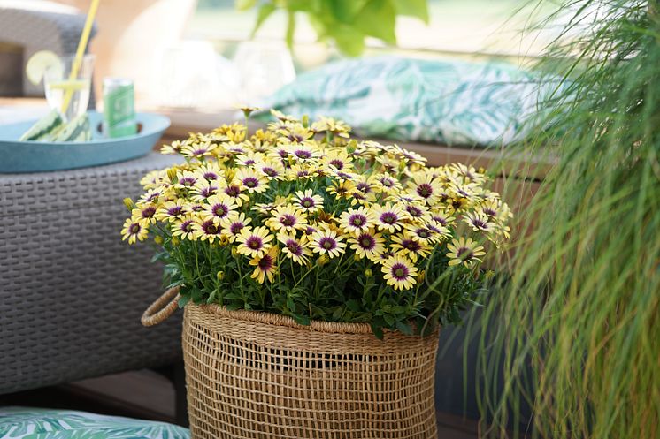 Stjärnöga Osteospermum ecklonis TropicSun