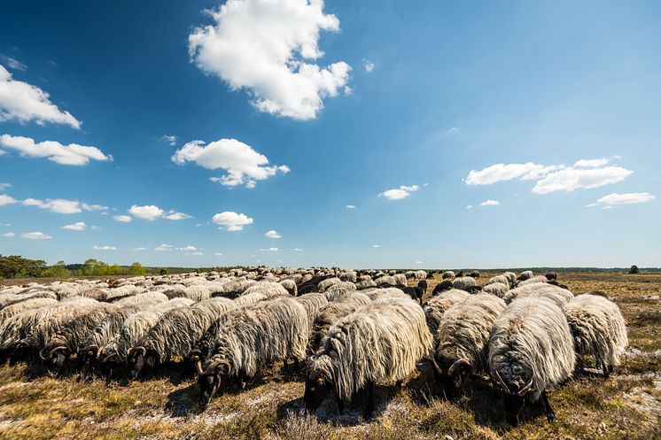 Heidschnuckenherde am Tütsberg(c)Lüneburger Heide GmbH.jpg