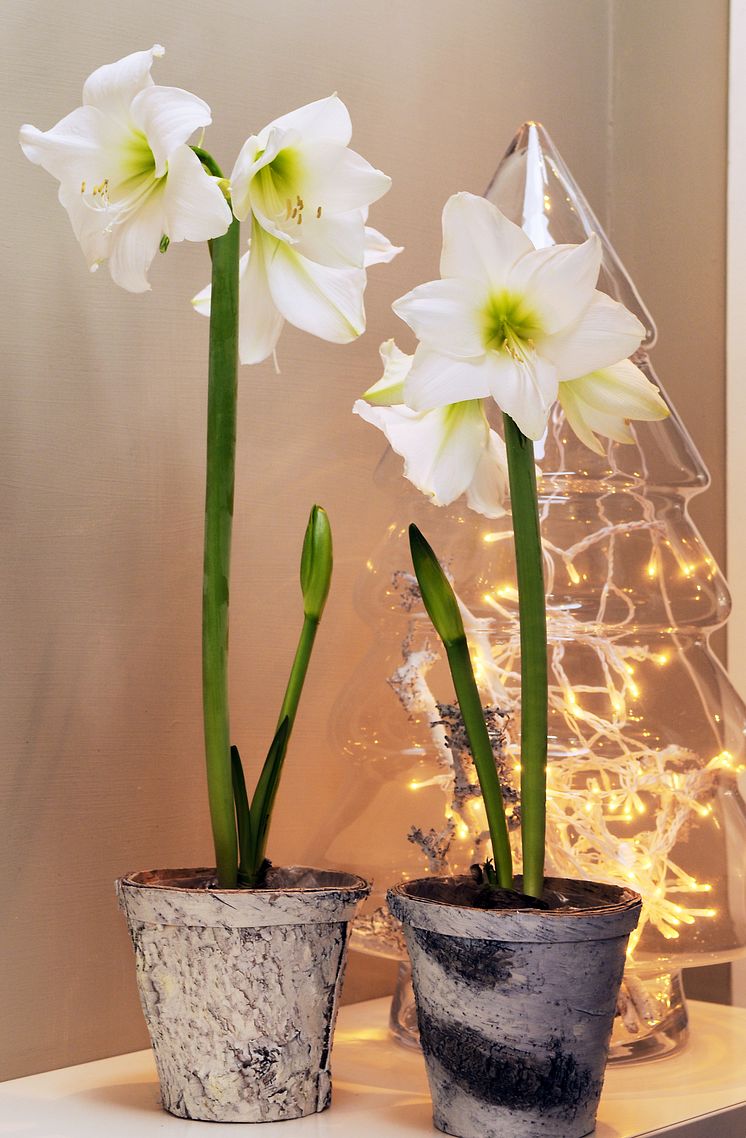 Amaryllis 4