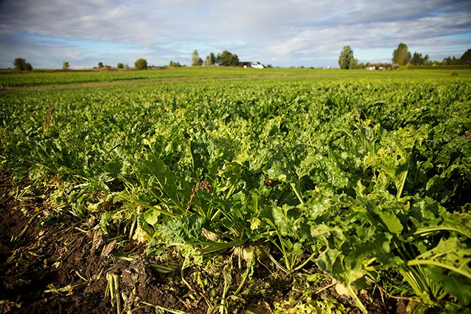 Sockerbetsfält i Skåne