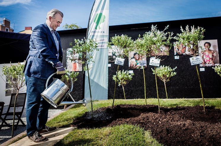 Landsbygdsminister Sven-Erik Bucht planterar träd i Almedalen