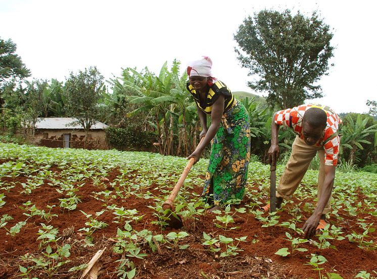 Getter och odling ger nytt hopp för familjer i DR Kongo
