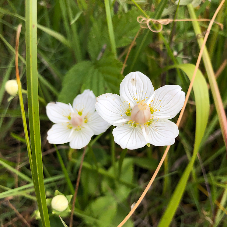 22_Slåtterblomma_Josefine Kyhlström Blomqvist