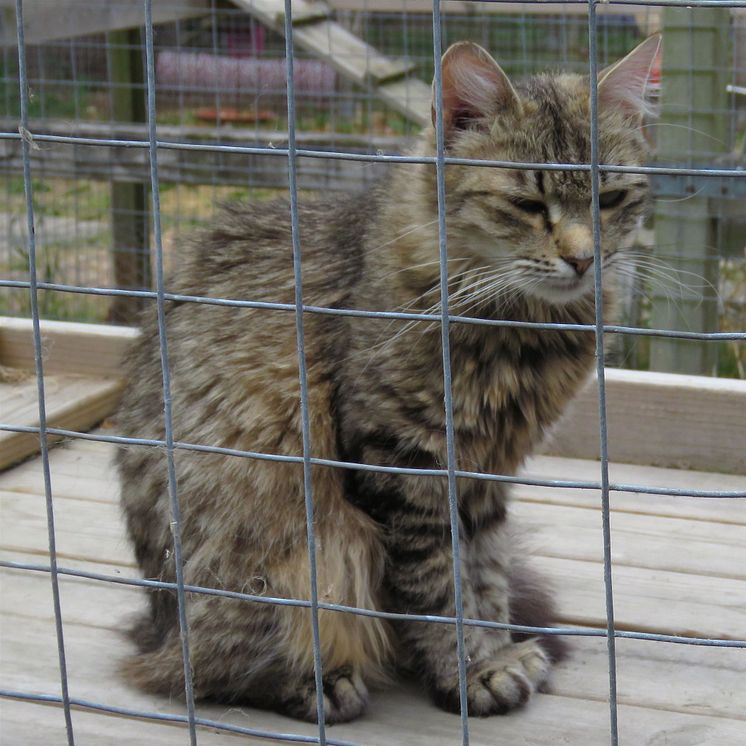 Katten Diana från katthemmet Tassebo i Helsingborg