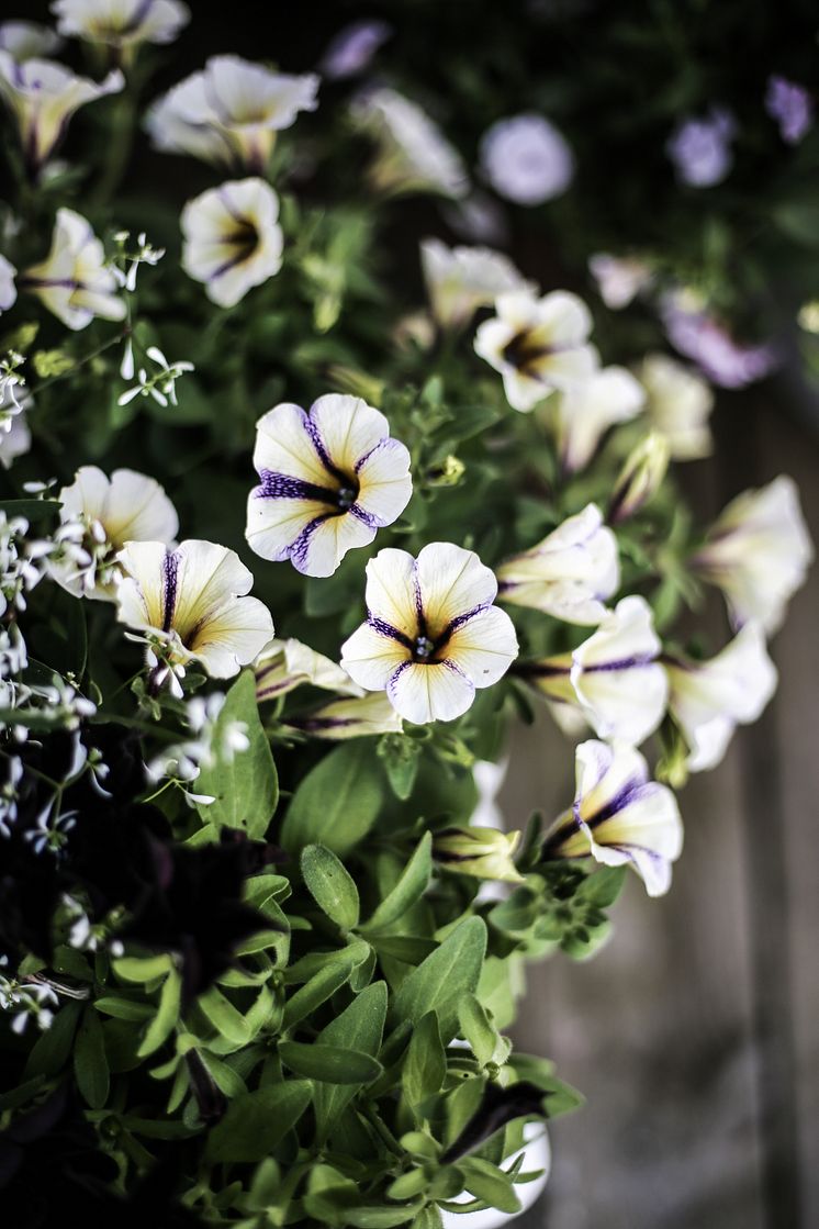 Petunia och snötörel