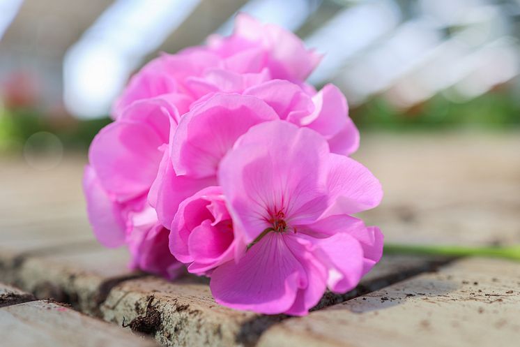 Årets Pelargon 2024 Pelargonium Lavina närbild i odling SydGrönt 18