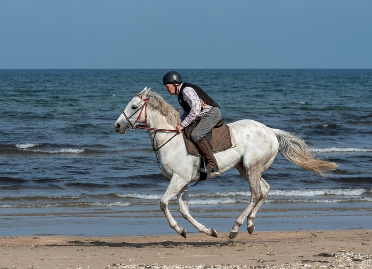 Lennart Jarvén och Fiftyshadesfreed tränar på stranden i Ängelholm