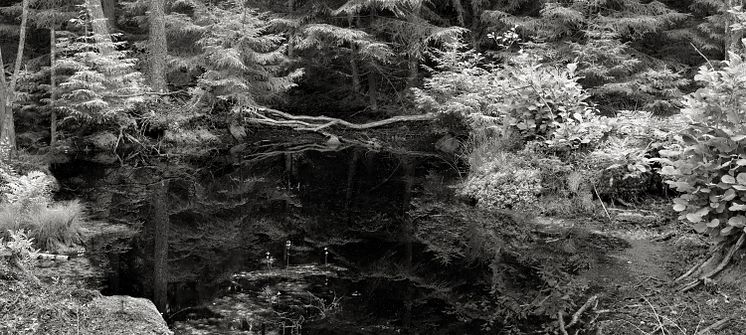 Forest, 2021, Gelatin Silver Print, 88x193,5 cm