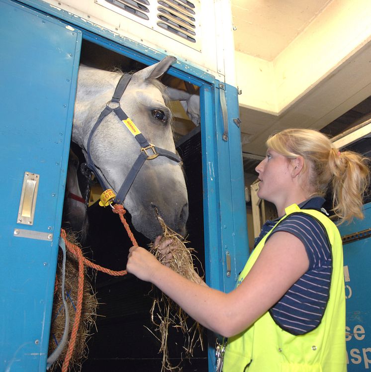 KLM Animal Hotel