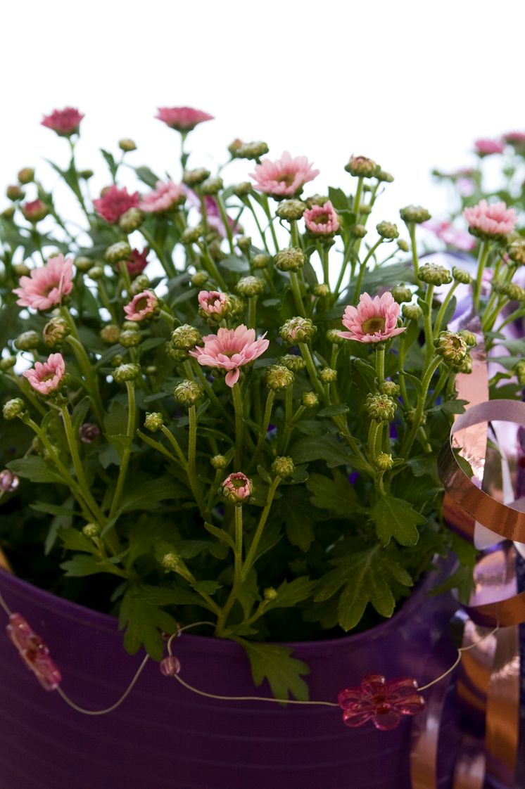 Krysantemum 'Pico'