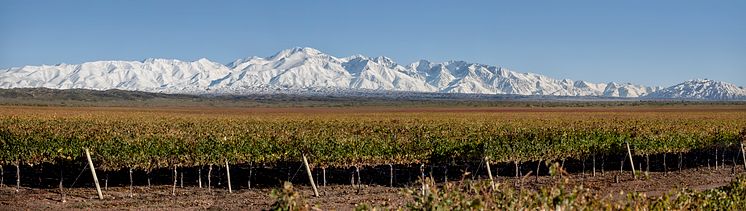 Trivento vinmark bilde ved Andesfjellene