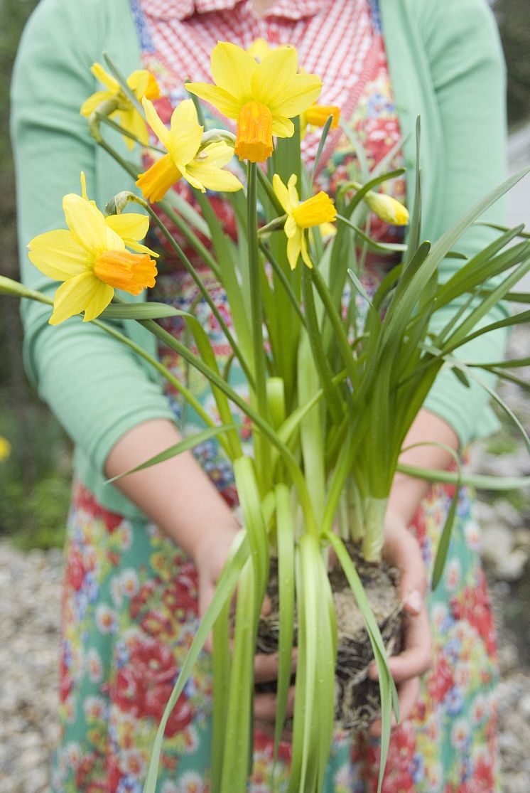 Narcissus Jetfire