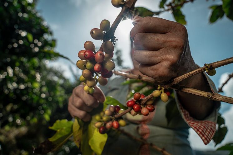 Kaffe Colombia