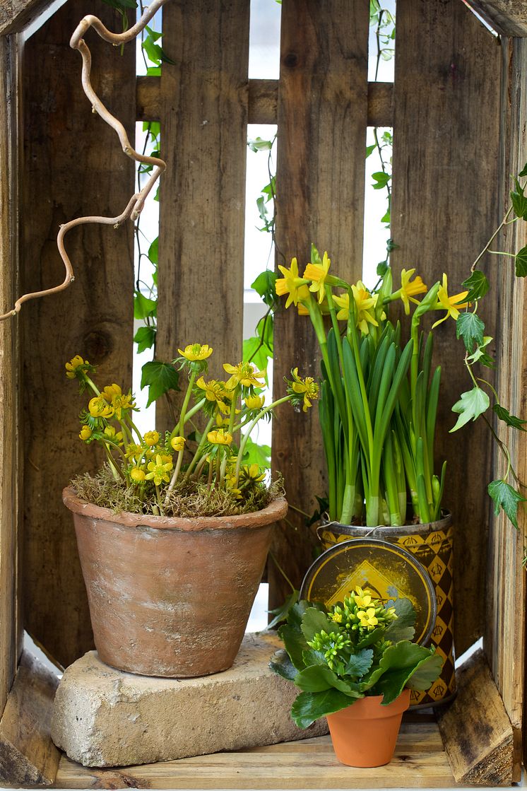 Vintergack_Pasklilja_Kalanchoe_