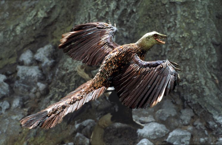 Flygödla - Archaeopteryx