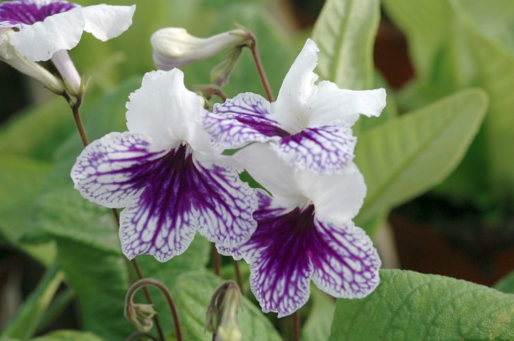 Streptocarpus Leyla