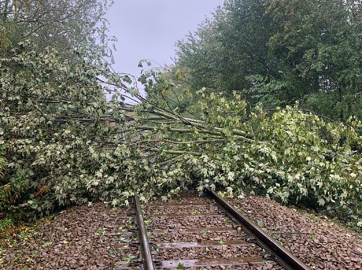 Tree on the line