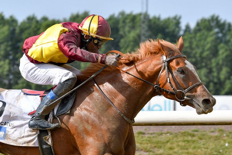 Svenskt Derby 2019: Seger för Red Cactus