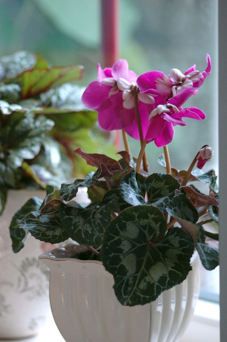 Cyclamen persicum ´Purple Fleur en Vogue´