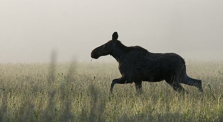 älg-på-åker-mostphotos-770x420