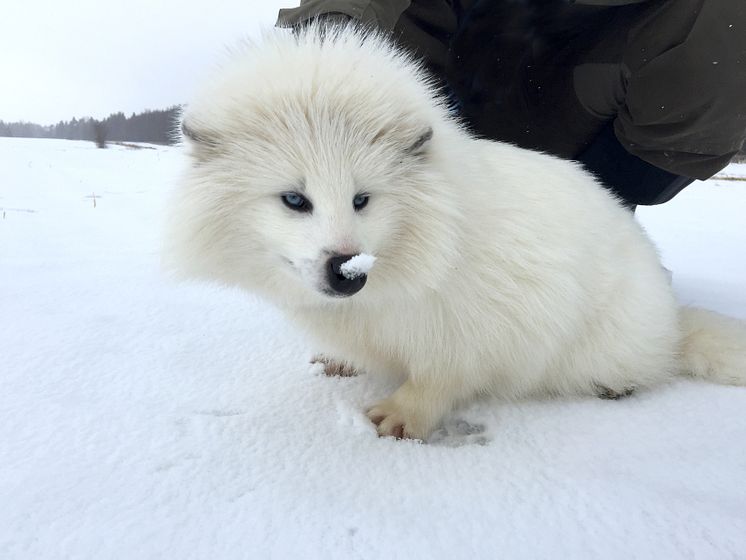 Vit mårdhund
