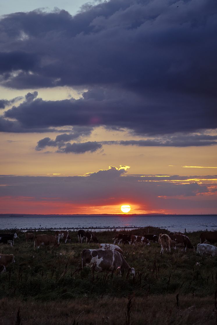 Solnedgång och boskap